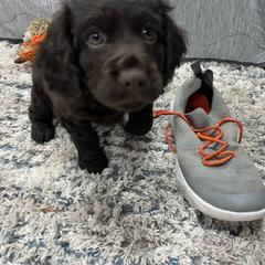 Boykin Spaniel Puppies from White Acres