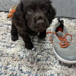 Boykin Spaniel Puppies from White Acres