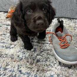 Boykin Spaniel Puppies from White Acres