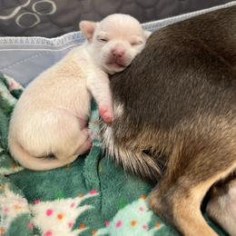 Yeti Cream White Female - Cream and white female Chihuahua puppy in Huntington Beach, California from Amore Chihuahuas