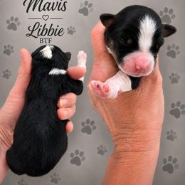 Libbie - Black tri-color female Australian Shepherd puppy in Magee, Mississippi from Paint ByNumbers Ranch