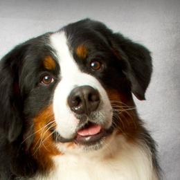 Nikko - Bernese Mountain Dog