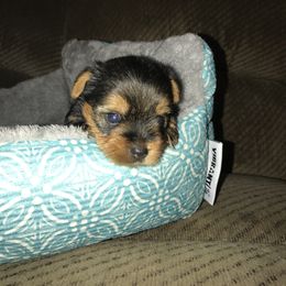 Yorkshire Terrier Puppies from Debra’s YORKIES
