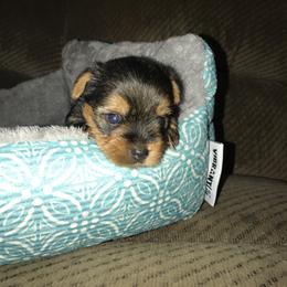 Yorkshire Terrier Puppies from Debra’s YORKIES