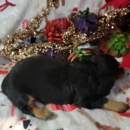Dachshund Puppies from CLARK'S BREEDING PROGRAM