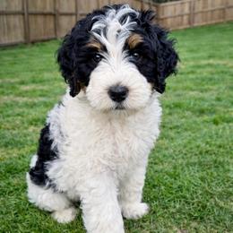 Butterscotch - Tri-color male Bernedoodle puppy in Boiling Springs, South Carolina from OlliePups, LLC