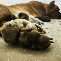 Cane Corso Puppies from Wilco Cane Corso