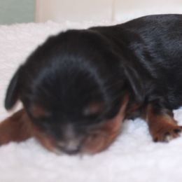 Jasper - Black and tan male Cavalier King Charles Spaniel puppy in Leonard, Texas from Rising Star Kennels