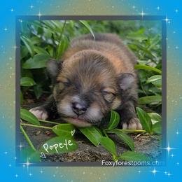 Popeye AKC - Red sable male Pomeranian puppy in Eatonville, Washington from Foxy Forest Poms