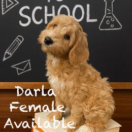 Darla - Apricot female Australian Labradoodle puppy in Eastover, North Carolina from Joyful Hearts Australian Labradoodles