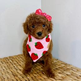 Thea - Red  female Poodle puppy in Morehead, Kentucky from Paw Perfect Pets