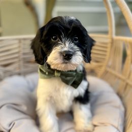 Ember - Black and chalk male Australian Labradoodle puppy in Morgan Hill, California from Loving Labradoodle