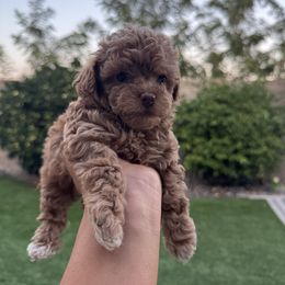 Aurora - Red  female Poodle puppy in Lathrop, California from Jamilette Delatorre's Poodles