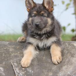German Shepherd Puppies from Oakmont Shepherds