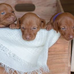 Vizslas from Wilkes Family Vizslas