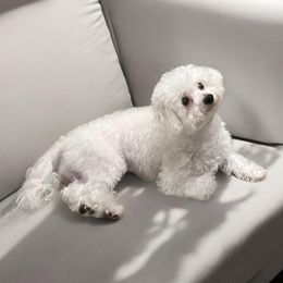 Poodle puppies from Ds_minidoodles