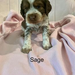 Sage - Tri-Roan female English Springer Spaniel puppy in Nine Mile Falls, Washington from Sue's Springers
