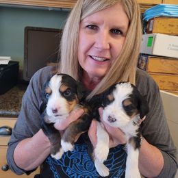 Bernedoodle and Labradoodle Puppies from Reid Wasatch Doodles