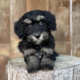 Texas1 (Red) - male Golden Mountain Doodle puppy in Twin Falls, Idaho from Magic Valley Family Doodles