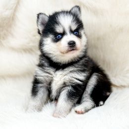 Queen - Black and white female Pomsky puppy in Spring City, Pennsylvania from Pomsky Power Puppies