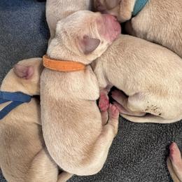 Canyon - Yellow male Labrador Retriever puppy in Rock Hill, South Carolina from North Star Retrievers