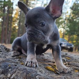 French Bulldogs from Fantastic French Bulldogs