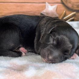 Cheyenne - Black tri female Miniature Australian Shepherd puppy in Chesapeake, Virginia from Beaver Dam Mini Aussies