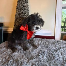 Jaque - Black and tan male Yorkipoo puppy in Henderson, North Carolina from Dorans Danes and Doodles