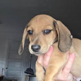 Maevis's cream smooth boy - Red male Dachshund puppy in Declo, Idaho from Dozendachs