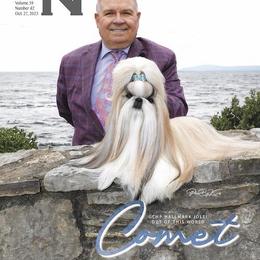 Comet - Shih Tzu