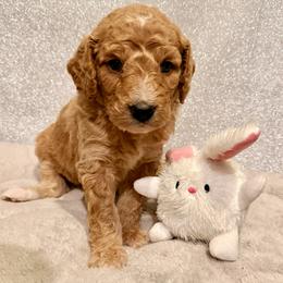Boy 4 - male Goldendoodle puppy in Temecula, California from Doodle Dreams