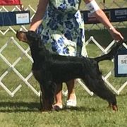 Gordon Setters from Kilernan