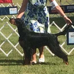 Gordon Setters from Kilernan