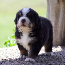 Vendetta - Black rust and white male Bernese Mountain Dog puppy in Winigan, Missouri from Home Sweet Bernese