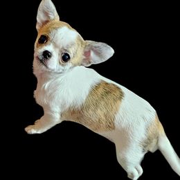 Chihuahua Puppies from Country Charm Chihuahuas