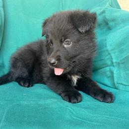 Dark blue - Black male German Shepherd puppy in Jennings, Kansas from Lost Creek German Shepherds LLC