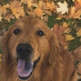 Rush - Golden Retriever