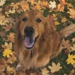 Rush - Golden Retriever