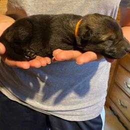 Orange collar - Sable male German Shepherd puppy in Rathdrum, Idaho from Angelina's German Shepherds