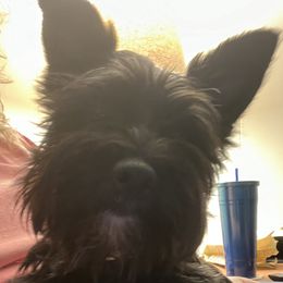 Maggi - Shorkie