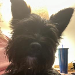 Maggi - Shorkie