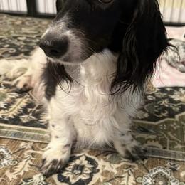 Ella - Dachshund
