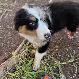 Australian Shepherd and Miniature Australian Shepherd Puppies from Wiggle Creek Aussies