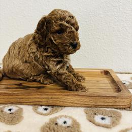 Cavapoo, Cockapoo, Goldendoodle, and Maltipoo Puppies from Perdue Puppies