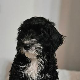 Boy 2 - Black male Whoodle puppy in O'neill, Nebraska from Willowdale Doodles