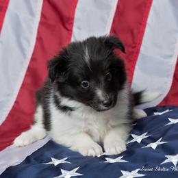 Shetland Sheepdog Puppies from Sweet Sheltie Blessings