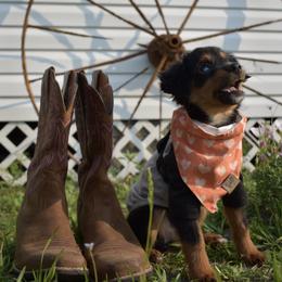 German Shorthaired Pointer, Miniature American Shepherd, Miniature Australian Shepherd, and Toy Australian Shepherd Puppies from Foxtail Hollow