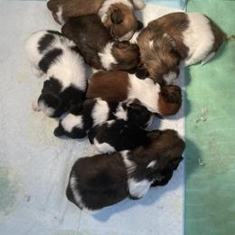 Shih Tzu Puppies from Aloha Shih Tzu