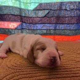 Girl 2 - Lemon and white female Basset Hound puppy in Noblesville, Indiana from Russell Bassets