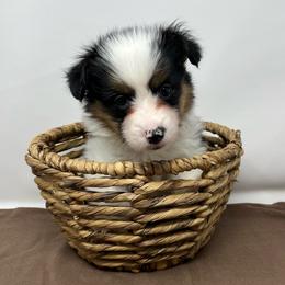 Hubble (fluffy) - Black and tan male American Corgi puppy in Waco, Texas from The Comma Corgis